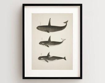 Whale Print, Vintage Whale Print, Whale Wall Art, Nautical Print Vertical