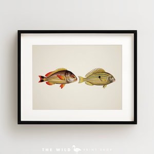 Vintage Fish Print, Tropical Fish Print, Fish Wall Art, Nautical Print, Horizontal