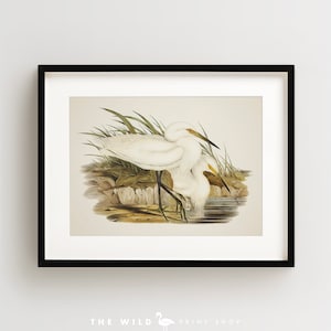 Vintage Bird Print, Egret Print, Coastal Bird Print, Bird Wall Art, Bird Art, Horizontal