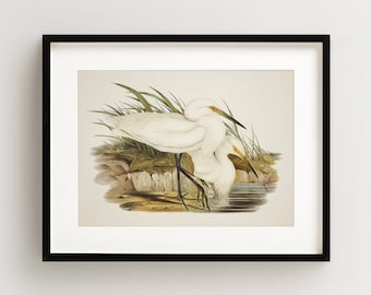 Vintage Bird Print, Egret Print, Coastal Bird Print, Bird Wall Art, Bird Art, Horizontal