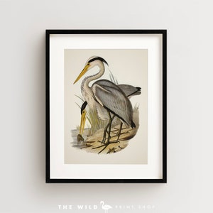 Vintage Bird Print, Heron Print, Coastal Bird Print, Bird Wall Art, Bird Art Vertical