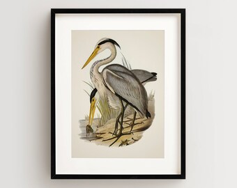 Vintage Bird Print, Heron Print, Coastal Bird Print, Bird Wall Art, Bird Art Vertical