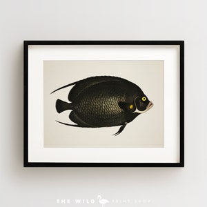 Vintage Fish Print, Tropical Fish Print, Fish Wall Art, Nautical Print, Horizontal