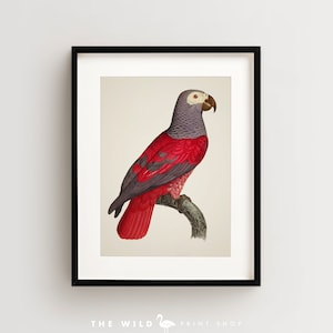 Vintage Parrot Print, African Grey Parrot Print, Parrot Print, Vintage Bird Print, Bird Wall Art, Bird Art Vertical