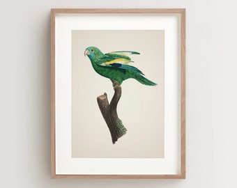 Vintage Parrot Print, Parakeet Print, Parrot Print, Vintage Bird Print, Bird Wall Art, Bird Art Vertical