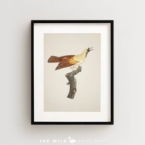 Bird of Paradise Print, Vintage Bird Print, Tropical Bird Print, Bird Wall Art, Bird Art Vertical