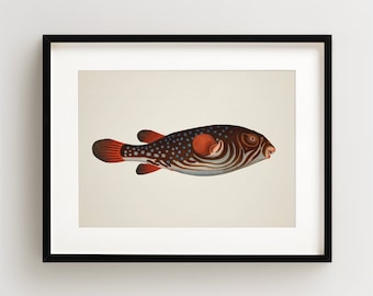 Vintage Fish Print, Tropical Fish Print, Fish Wall Art, Nautical Print, Horizontal
