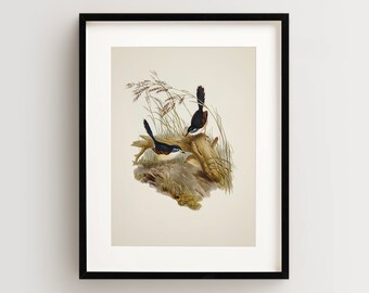 Vintage Bird Print, Warbler Print, Bird Wall Art, Bird Art Vertical