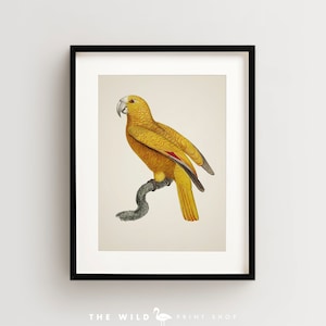 Vintage Parrot Print, Parrot of Paradise Print, Parrot Print, Vintage Bird Print, Bird Wall Art, Bird Art Vertical