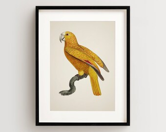 Vintage Parrot Print, Parrot of Paradise Print, Parrot Print, Vintage Bird Print, Bird Wall Art, Bird Art Vertical
