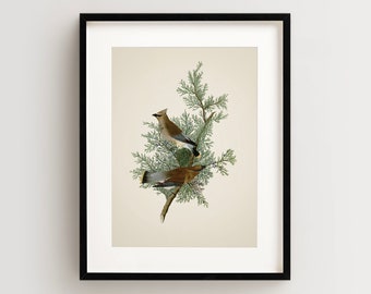Vintage Bird Print, Cedar Waxwing Print, Bird Wall Art, Audubon Bird Print, Bird Art Vertical