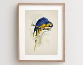 Vintage Parrot Print, Macaw Print, Parrot Print, Vintage Bird Print, Bird Wall Art, Bird Art Vertical