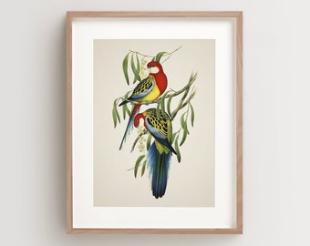 Vintage Parrot Print, Rose Hill Parakeet Print, Parrot Print, Vintage Bird Print, Bird Wall Art, Bird Art Vertical