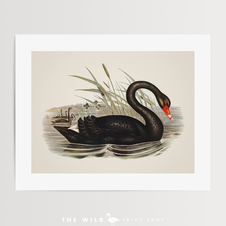 Vintage Bird Print, Black Swan Print, Coastal Bird Print, Bird Wall Art, Bird Art, Horizontal image 4