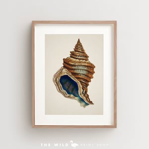 Seashell Print, Vintage Seashell Print, Seashell Wall Art, Nautical Print Vertical