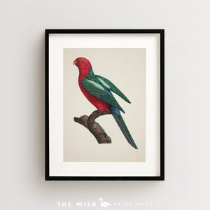 Vintage Parrot Print, Australian King Parrot Print, Parrot Print, Vintage Bird Print, Bird Wall Art, Bird Art Vertical