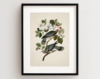 Vintage Bird Print, Band Tailed Pigeon Print, Bird Wall Art, Audubon Bird Print, Bird Art Vertical