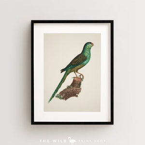 Vintage Parrot Print, Ingambe Parakeet Print, Parrot Print, Vintage Bird Print, Bird Wall Art, Bird Art Vertical