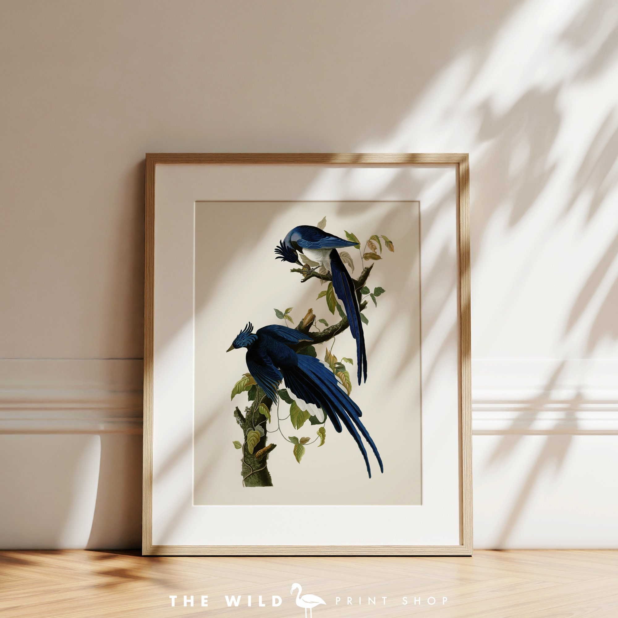 Vintage Bird Print, Columbia Jay Print, Bird Wall Art, Audubon