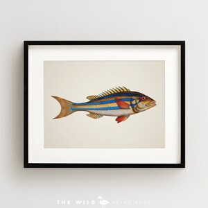 Vintage Fish Print, Tropical Fish Print, Fish Wall Art, Nautical Print, Horizontal