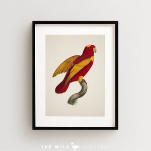 Vintage Parrot Print, Red and Gold Lory Print, Parrot Print, Vintage Bird Print, Bird Wall Art, Bird Art Vertical