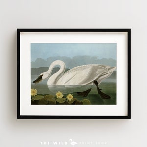 Vintage Bird Print, Common American Swan Print, Bird Wall Art, Audubon Bird Print, Bird Art, Horizontal
