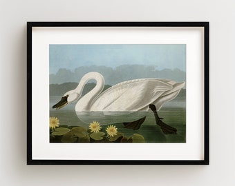 Vintage Bird Print, Common American Swan Print, Bird Wall Art, Audubon Bird Print, Bird Art, Horizontal