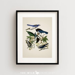 Vintage Bird Print, Yellow Billed Magpie Print, Bird Wall Art, Audubon Bird Print, Bird Art Vertical