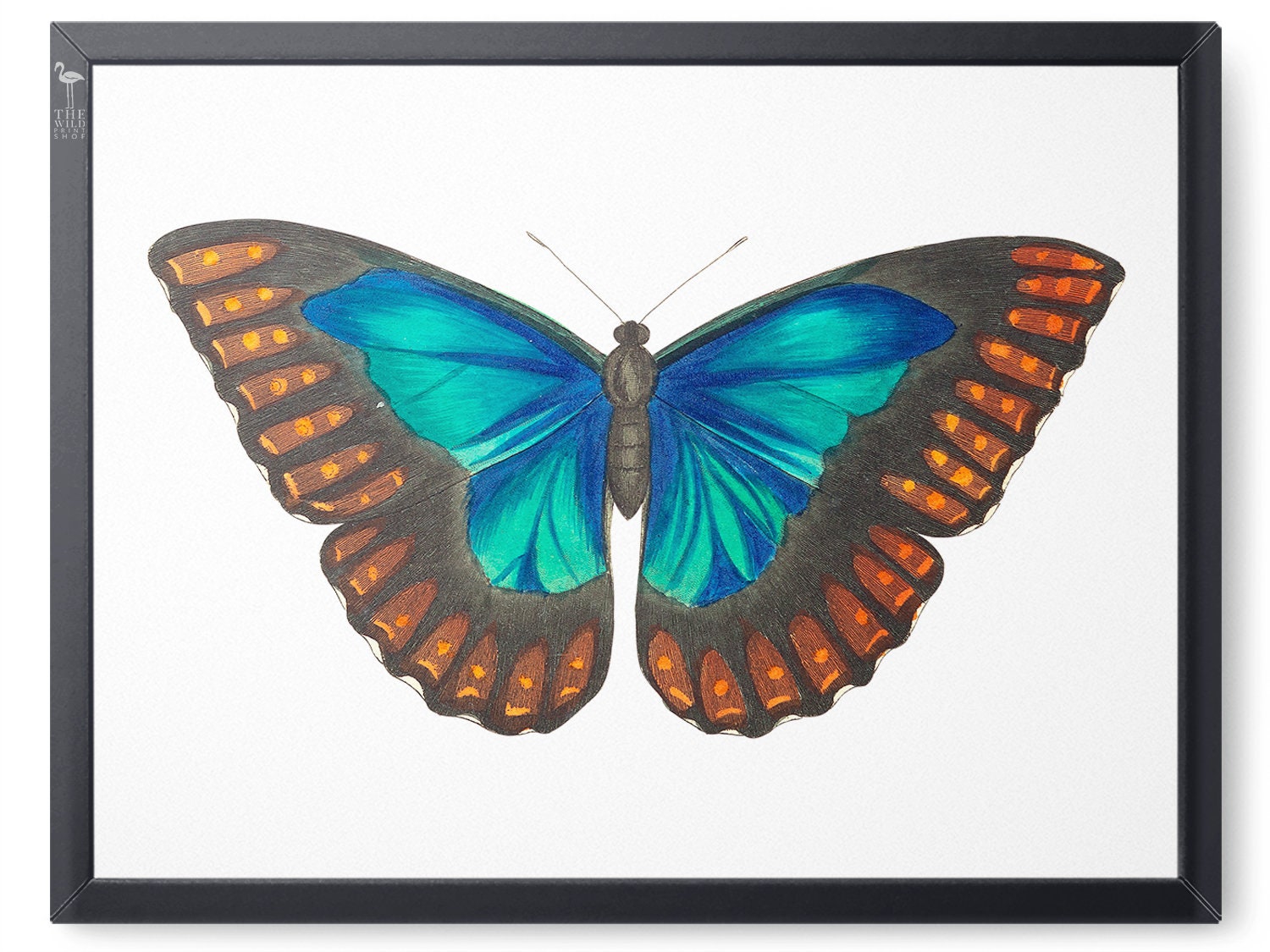 Morpho Telemachus