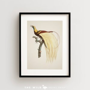 Bird of Paradise Print, Vintage Bird Print, Tropical Bird Print, Bird Wall Art, Bird Art Vertical