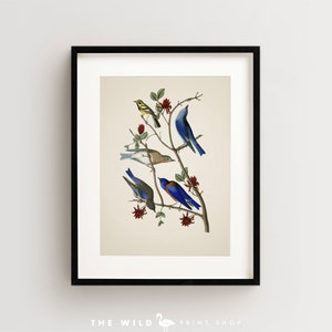 Vintage Bird Print, Townsends Warbler Print, Bird Wall Art, Audubon Bird Print, Bird Art Vertical