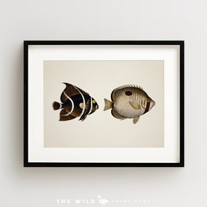 Vintage Fish Print, Tropical Fish Print, Fish Wall Art, Nautical Print, Horizontal