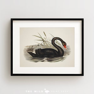 Vintage Bird Print, Black Swan Print, Coastal Bird Print, Bird Wall Art, Bird Art, Horizontal