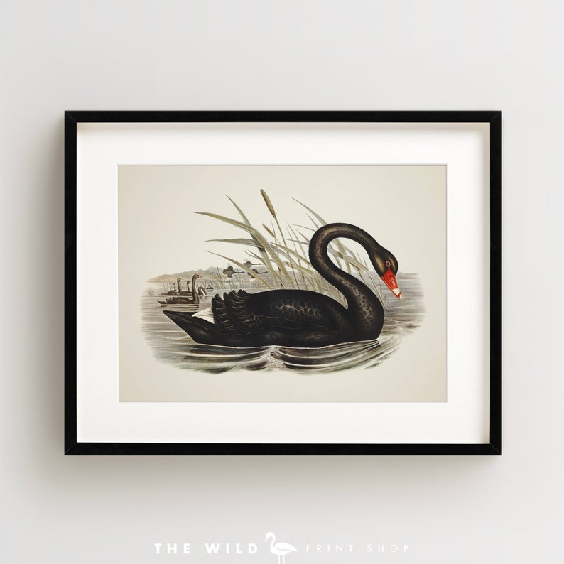 Vintage Bird Print, Black Swan Print, Coastal Bird Print, Bird Wall Art, Bird Art, Horizontal image 2