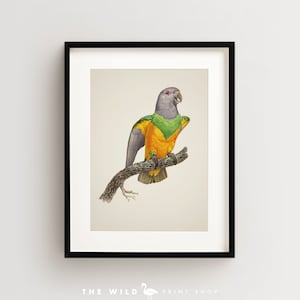 Vintage Parrot Print, Senegal Parrot Print, Parrot Print, Vintage Bird Print, Bird Wall Art, Bird Art Vertical