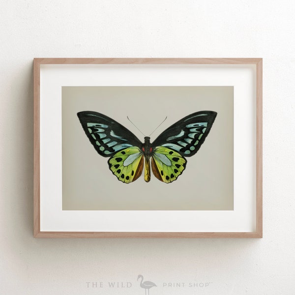 Vintage Butterfly Print, Butterfly Art Print, Butterfly Wall Art, Unframed Print