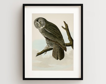 Vintage Bird Print, Great Cinereous Owl Print, Bird Wall Art, Audubon Bird Print, Bird Art Vertical