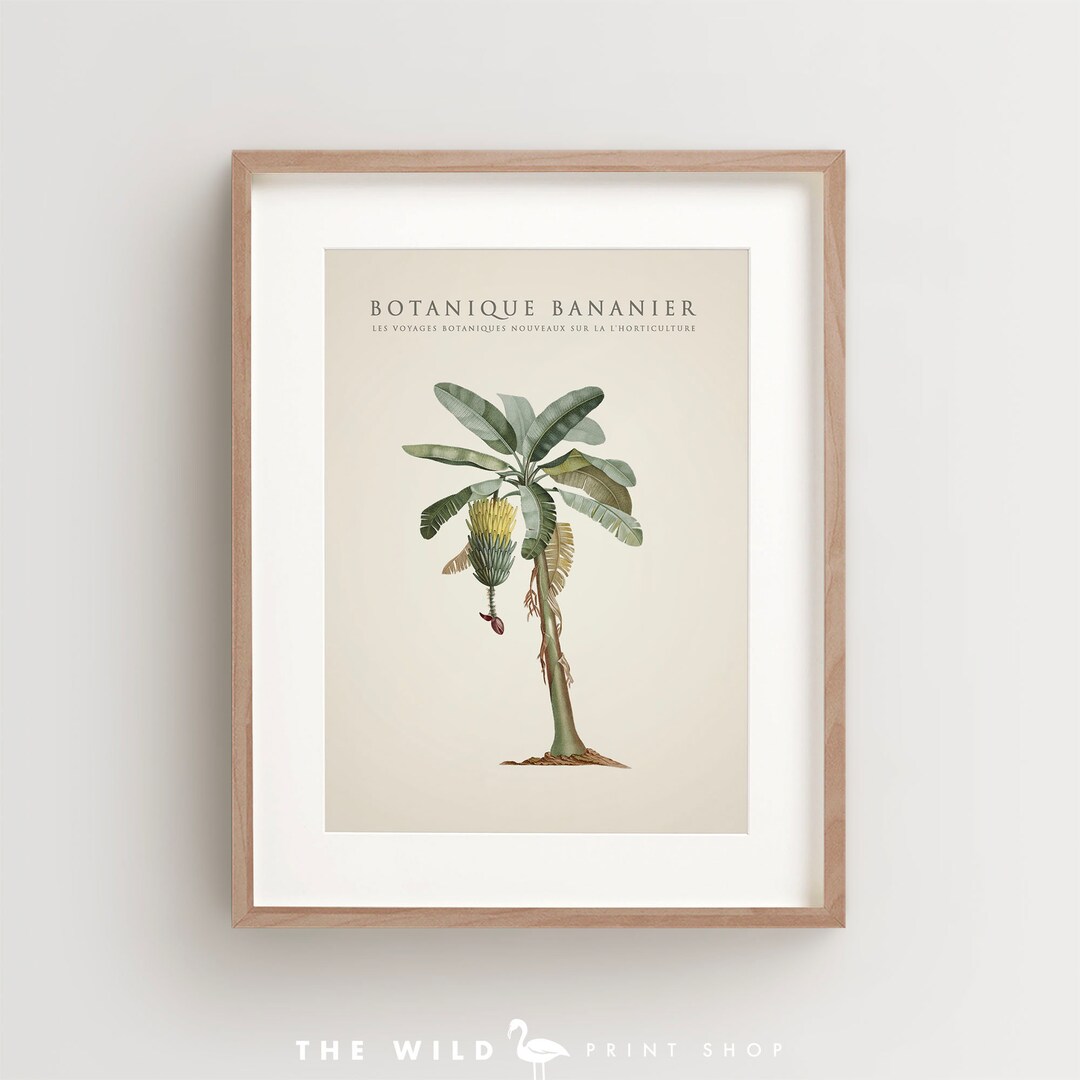 Banana Tree Print Banana Tree Art Print Vintage Botanical Print banana-tree-print-banana-tree-art-print-vintage-botanical-print