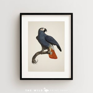 Vintage Parrot Print, African Grey Parrot Print, Parrot Print, Vintage Bird Print, Bird Wall Art, Bird Art Vertical
