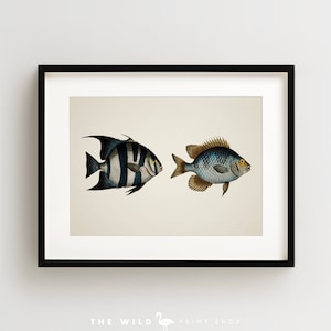 Angel Fish Print, Vintage Fish Print, Tropical Fish Print, Fish Wall Art, Nautical Print, Horizontal