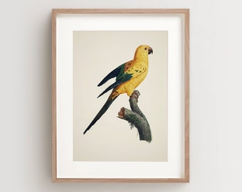 Vintage Parrot Print, Sun Conure Print, Parrot Print, Vintage Bird Print, Bird Wall Art, Bird Art Vertical