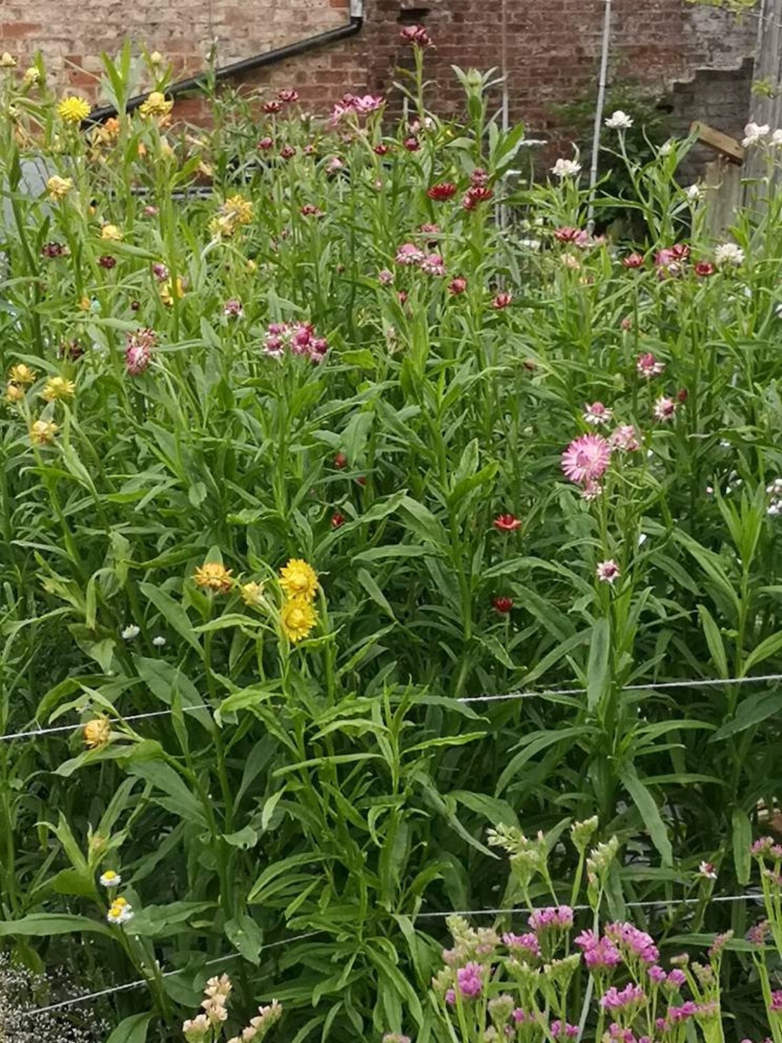 Where To Buy Straw Flowers at Holly Byrd blog