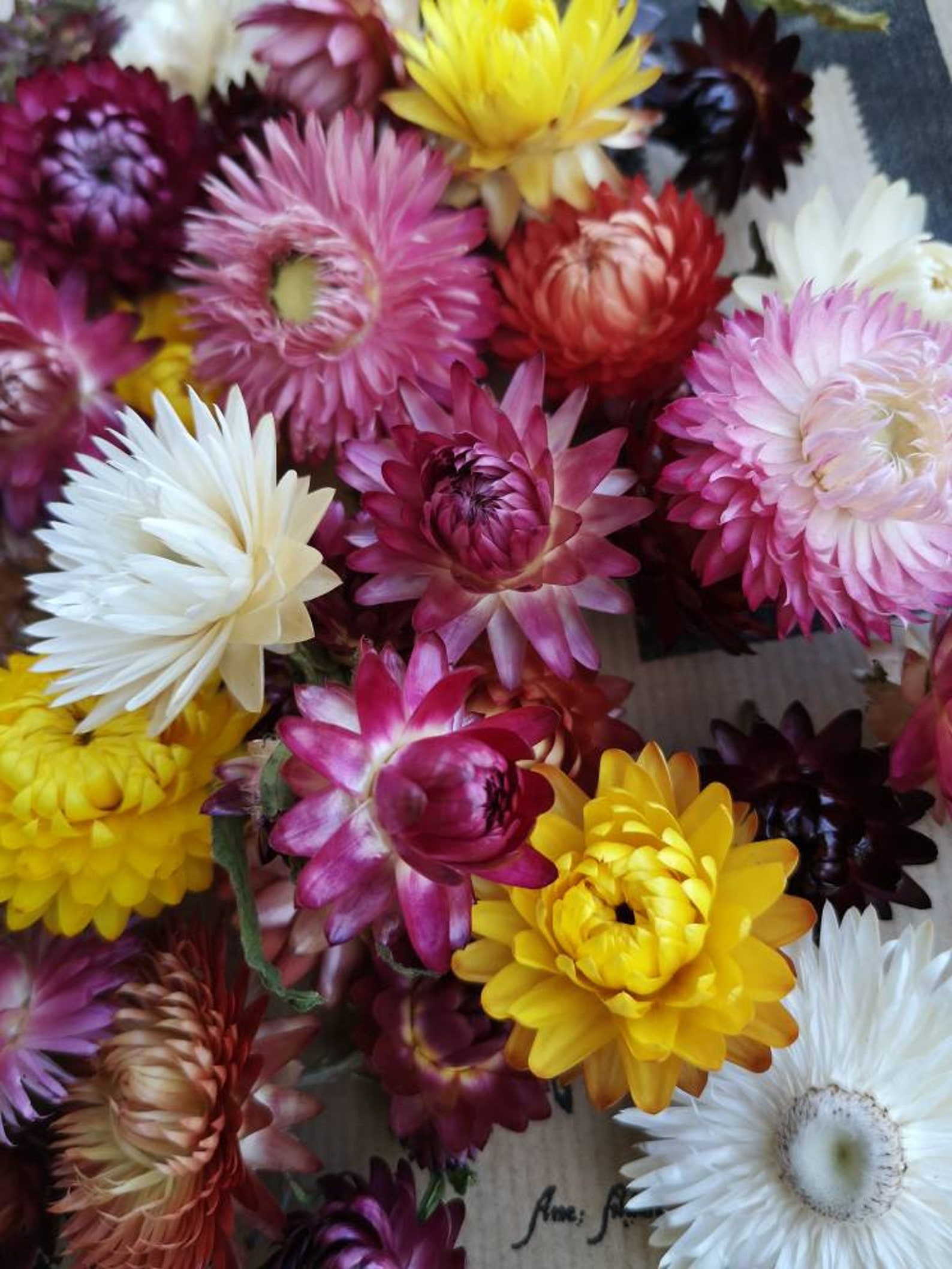 Straw flowers. 50 dried mixed colour Helichrysum straw flower Etsy