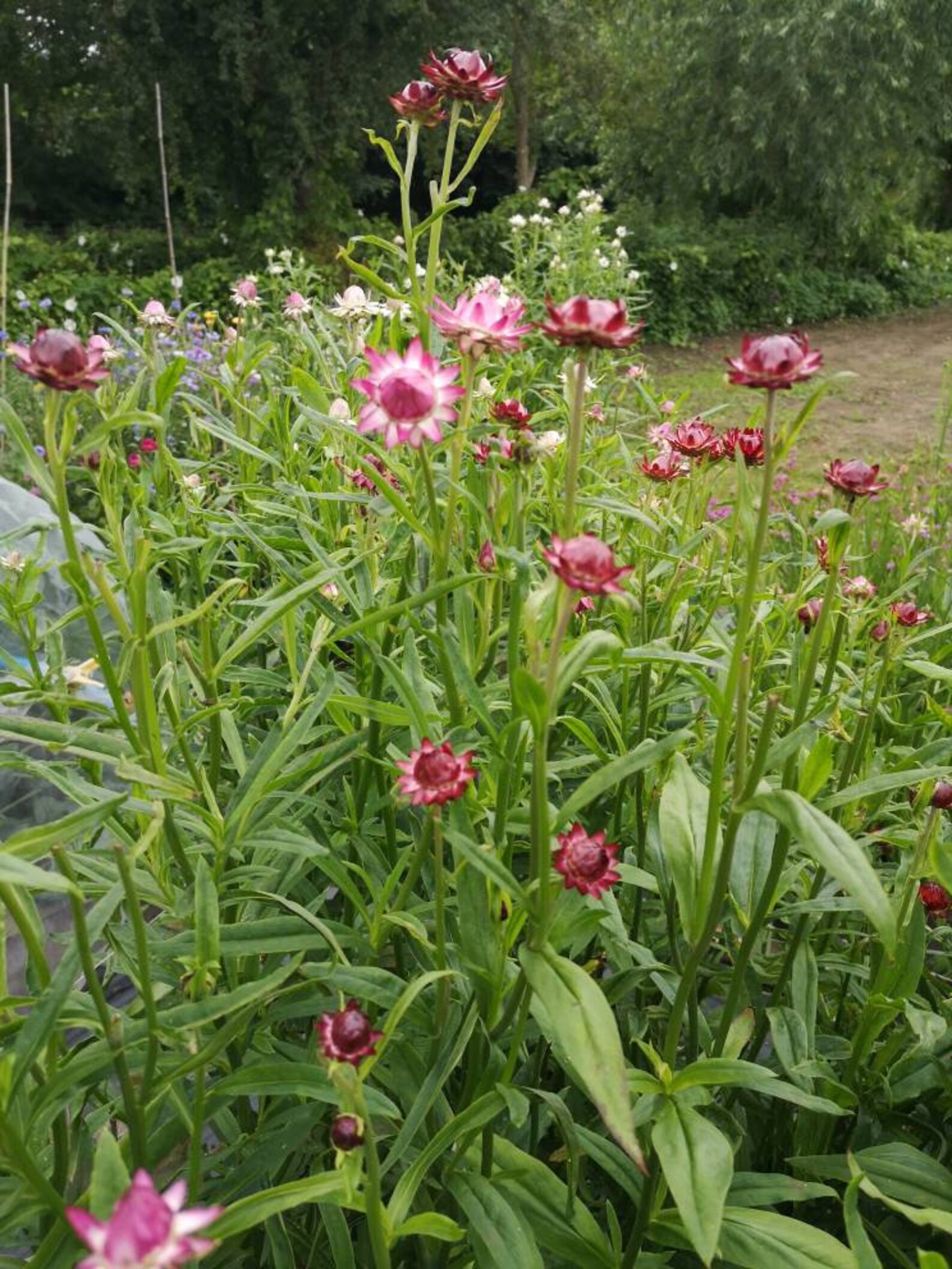 Straw flowers. 50 dried mixed colour Helichrysum straw flower Etsy