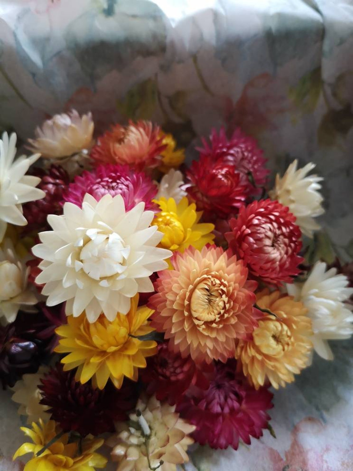 Straw flowers. 50 dried mixed colour Helichrysum straw flower Etsy