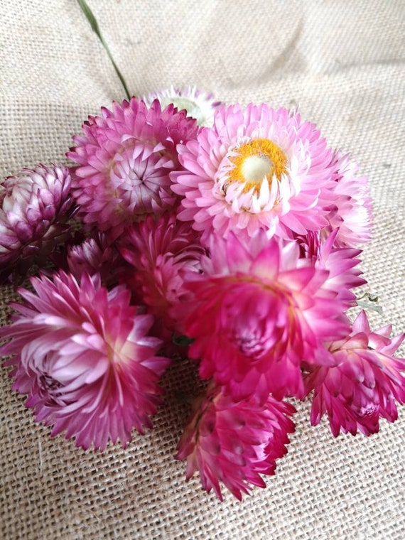 Jinx Mastery Dried Straw Flowers Uk / How To Dry Flowers Strawflowers are shipped in a grower
