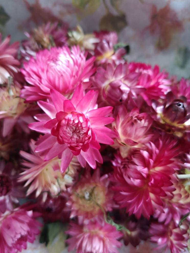 Straw flowers. 50 dried shades of pink/cream Helichrysum straw Etsy