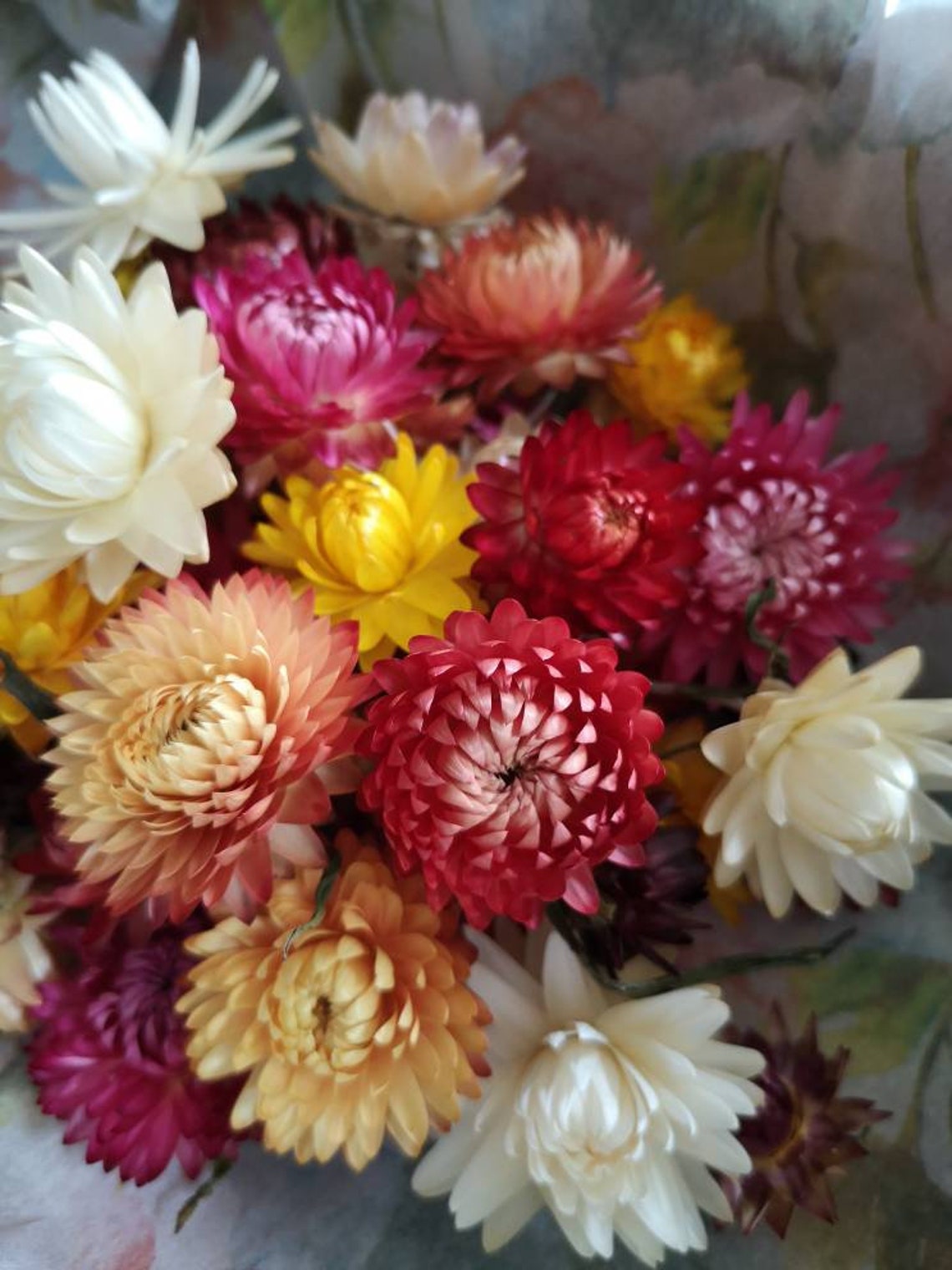 Straw flowers. 50 dried mixed colour Helichrysum straw flower Etsy
