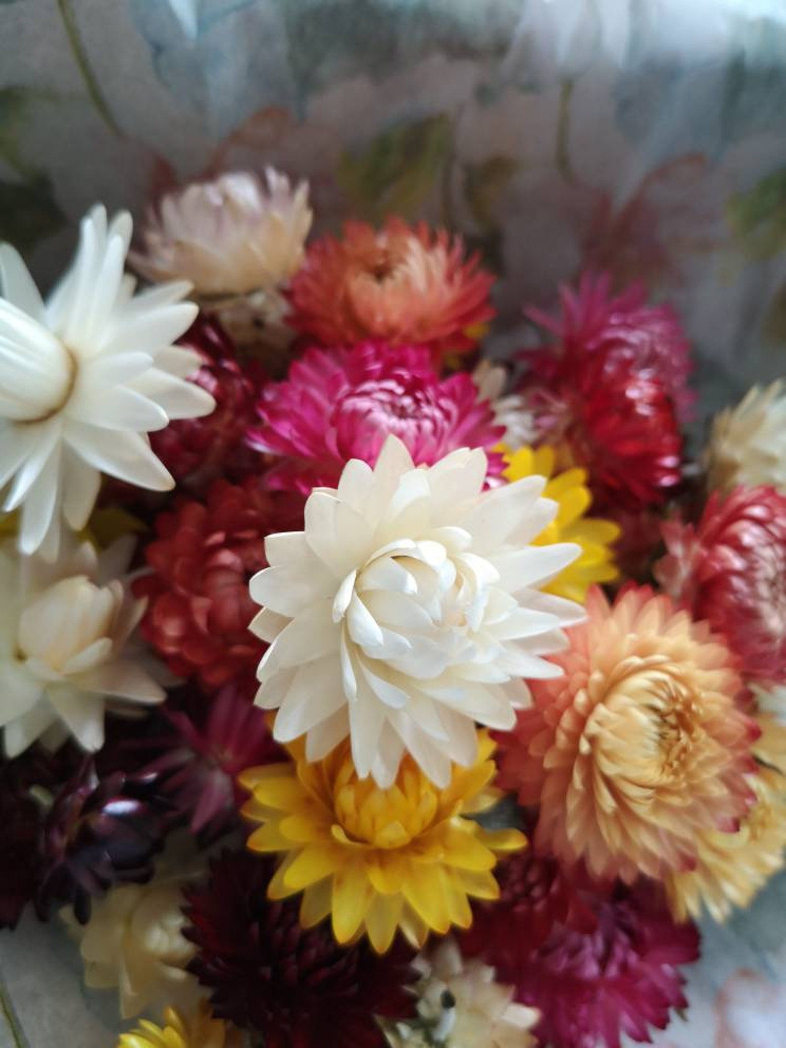 Where To Buy Straw Flowers at Holly Byrd blog