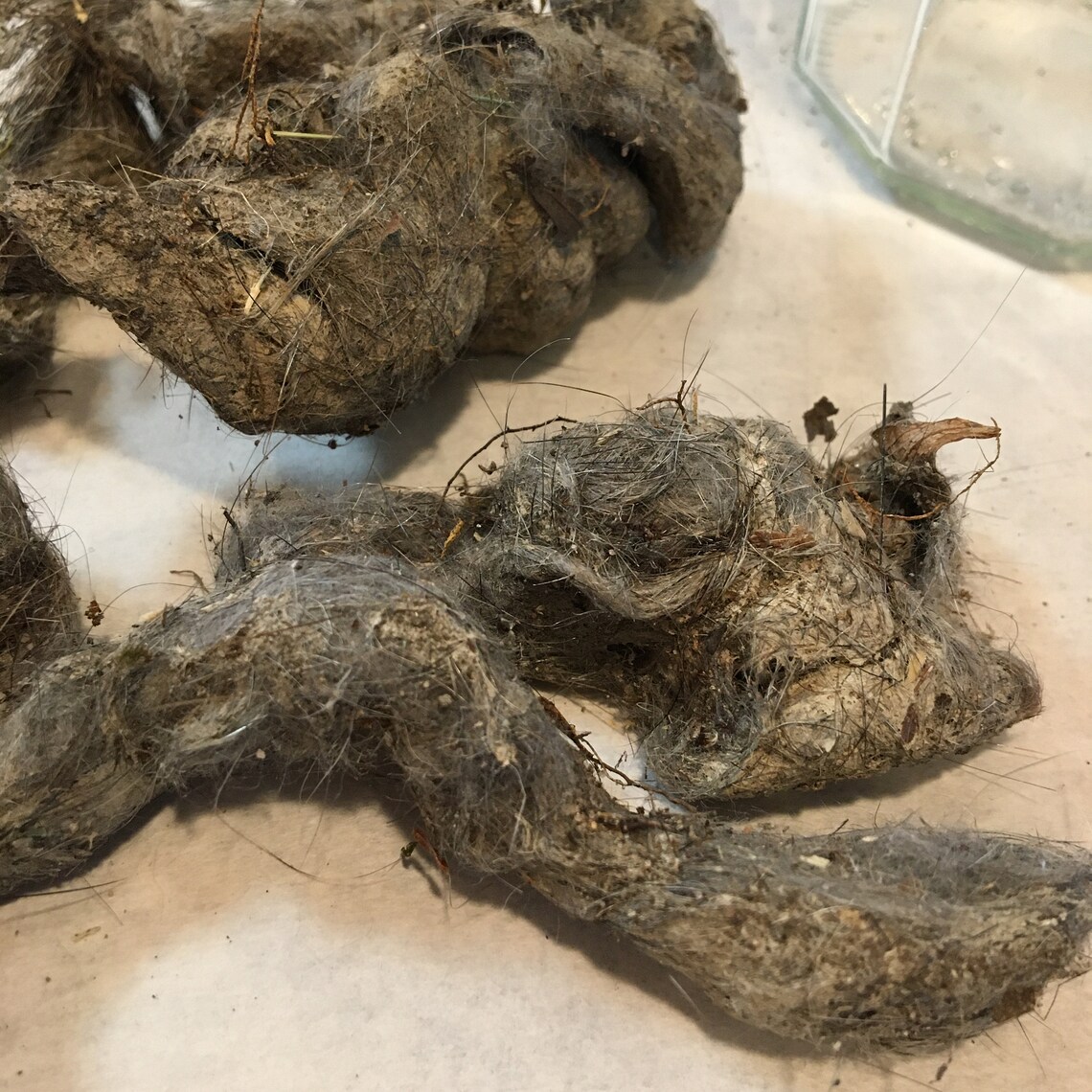 coyote scat coyote scat